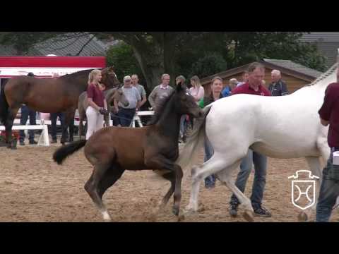 Holsteiner Fohlenchampionat 2017 - Nordfriesland - Siegerhengstring