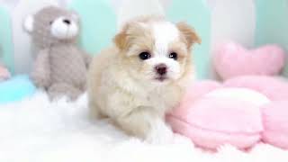 ハーフ犬の動画01