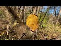 Common Witch-hazel