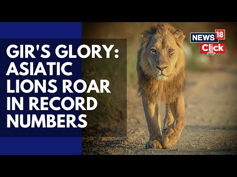 India’s Pride Grows: Asiatic Lion Population Hits 891, Soars 70% In 10 Years | Wildlife | N18V