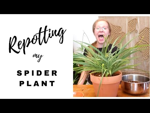 HOW TO REPOT A SPIDER PLANT