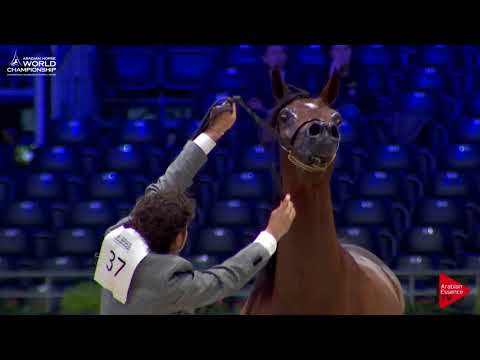 N.37 MAYSAH AL JASSIMYA - Paris 2017 - Junior Fillies (Class CM2B)