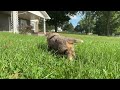 Miniature Australian Shepherd dogs for sale: Ronnie - Video 1