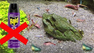 Shrimp DYING. NEVER USE FLEA SPRAY near shrimp tank. WARNING GRAPHIC CONTENT!!!