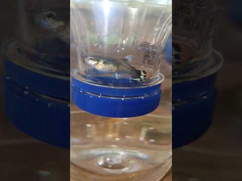 How to make a guppy breeding cage using a plastic bottle | #fish, #trending, #guppy, #shprts,
