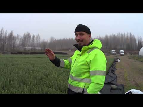 Siinä on  taimi poikineen - Tuomiahon Taimisto!