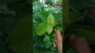 Download lagu DAUN SINGKIL untuk mendambah aroma sedap pada masakan sayur yang bersantan 🍃 mp3 Download lagu DAUN SINGKIL untuk mendambah aroma sedap pada masakan sayur yang bersantan 🍃 mp3