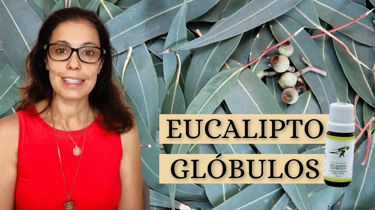 Óleo Essencial de Eucalipto Glóbulos: Indicações, Usos e Propriedades