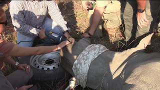 Save the Rhino, Not its Horn - Video on dehorning