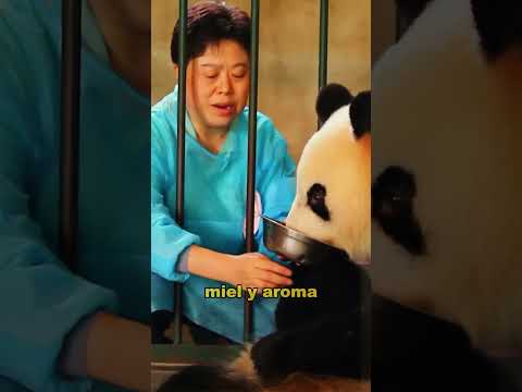 A panda gives birth to a cub. #animals #fyp  #Friendship #Us