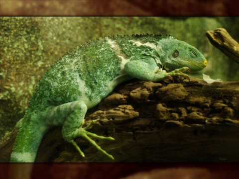 Juho Kahilainen - Sleeping with the Lizards (Original Mix)