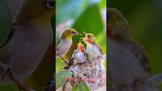 Download lagu Suara Pikat Pleci yg sudah tau pulut,,dijamin nempel,,,, #pikat #pleci #plecibuxtoni #suaraburung mp3 Download lagu Suara Pikat Pleci yg sudah tau pulut,,dijamin nempel,,,, #pikat #pleci #plecibuxtoni #suaraburung mp3