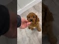 Cavapoo dogs for sale: Bambi - Video 1
