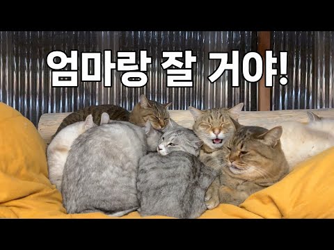 자리가 없는데도 어떻게든 낑겨서 자는 고양이 대가족