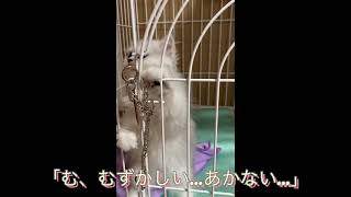 初めまして、ディアちゃん🐈