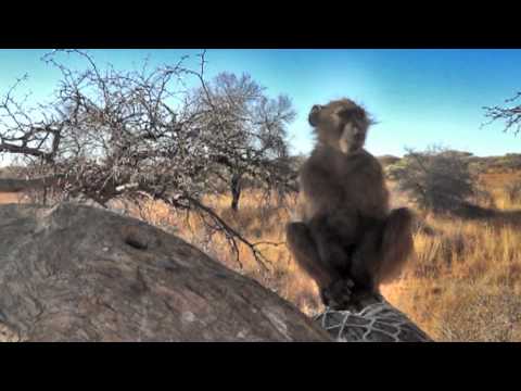 Be the Smarter Monkey - shorter