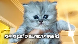 Kedi seçiminde dikkat edilmesi gerekenler‼️ Kedi karakter analizi nası
