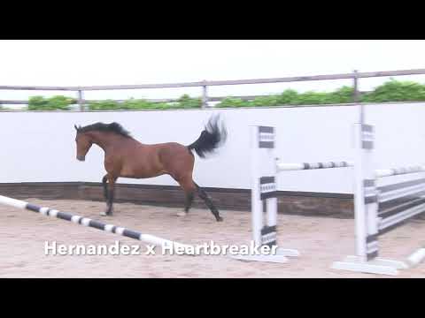 Mister Heartbreaker Youhorse.Auction June 13-16th