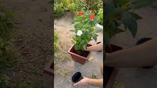 Minha Terapia é Cuidar Delas