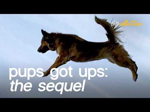 בסרטון הזה יש אוסף משעשע של כלבים חמודים שלא מפסיקים לקפוץ!