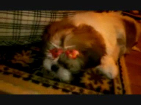 ♥ My Nala ♥ shih tzu (rico rico ricoco)  (by fiorina)