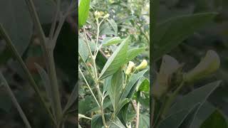 Download lagu Pigeon pea, Kacang gude (Cajanus cajan) mp3