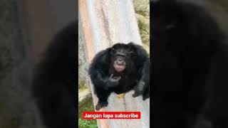 Download lagu Monyet ketawa #lucu mp3
