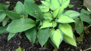 What to Plant in Full Shade - Easy to Grow