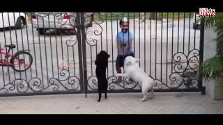 A Small Kido Sardar Making Fun And Dance With Dogs