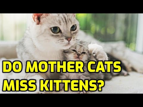 Do Cats Miss Their Kittens When They Are Taken Away?