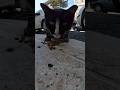 Hungry Cute Tuxedo Cat Short Shorts