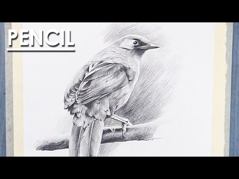 How to Draw Bird in Pencil | Pencil Shading Techniques