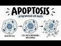 Apoptosis - internal and external pathways