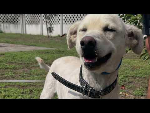 "Šapa na dlanu" - 11.10.2025. Dunav televizija