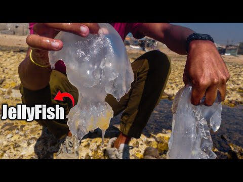 There were JellyFishs lying on the Beach