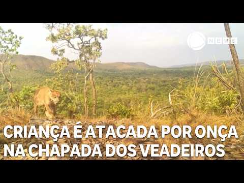 Criança é atacada por onça-parda na Chapada dos Veadeiros