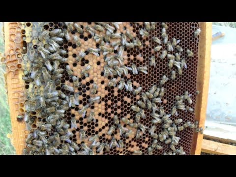 Подготовка слабыша как единицу в зиму