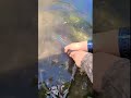 Video Thumbnail for Catch and Run #short #fishing #subscribe #shorts