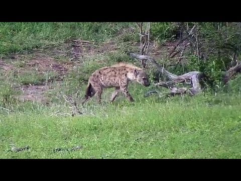 Djuma: Lone Hyena walking through- 17:15 - 01/11/2020