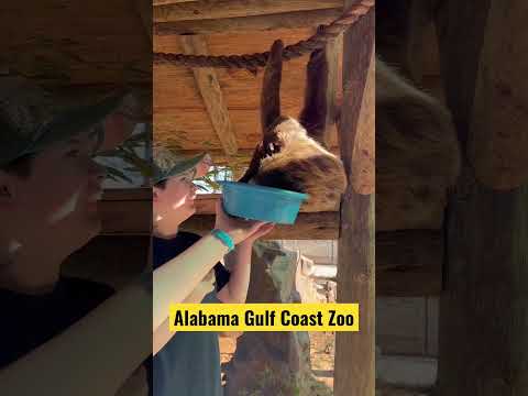 Sloth Encounter @AlabamaGulfCoastZoo   #outdoorswithjay #reptilebus #animals #pets  #sloth