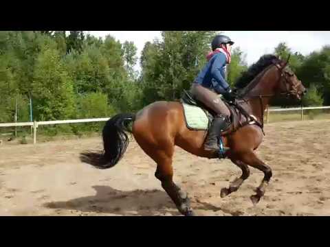 Iron travhoppning augusti 2017