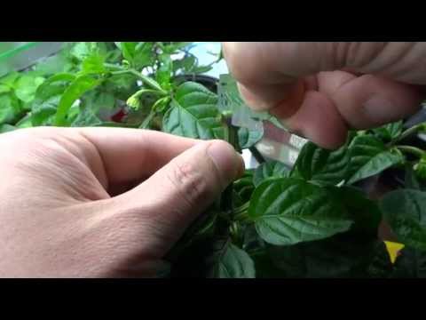 How To Graft Peppers - Cleft Grafting Technique Video