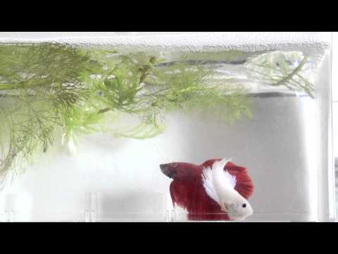 Watch Video on YouTube