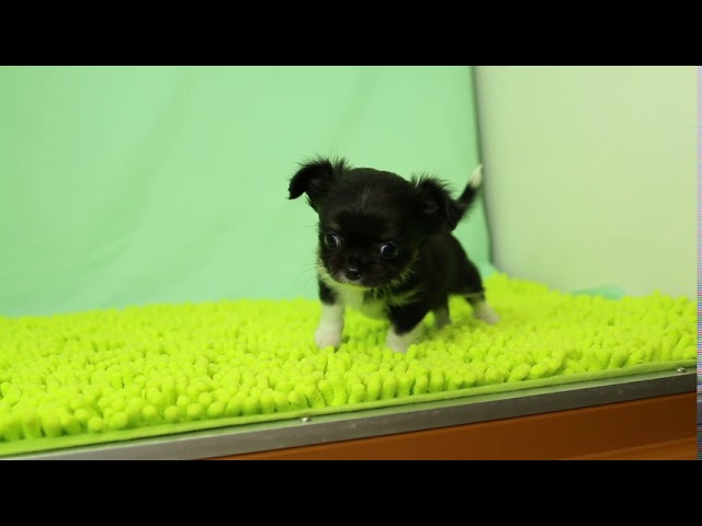 ブリーダー/ショップマロニエケンネル　MARRONNIER KENNELのチワワ・ロングコートで番号が2825です