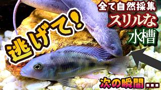 アフリカ最大の湖で採集した稚魚を1年間飼育した結果／やたら色が変わる七色のヒレの熱帯魚になった【アクアリウム/熱帯魚水槽】