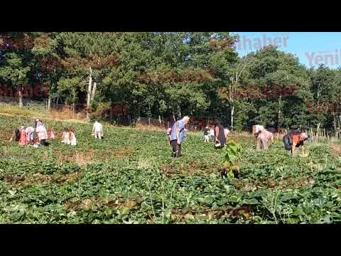 Çilek bahçeleri hafta sonu doldu taştı