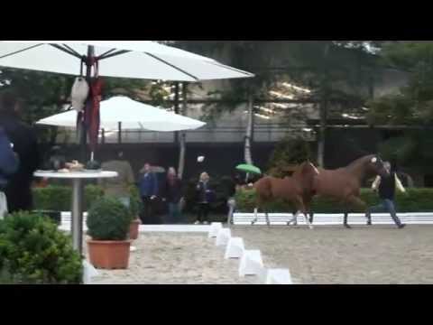 Royal Classic x Londonderry x Dream of Glory