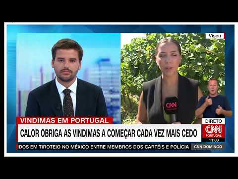 Vindimas nas adegas da Casa de Santar em 2023 CNN Portugal