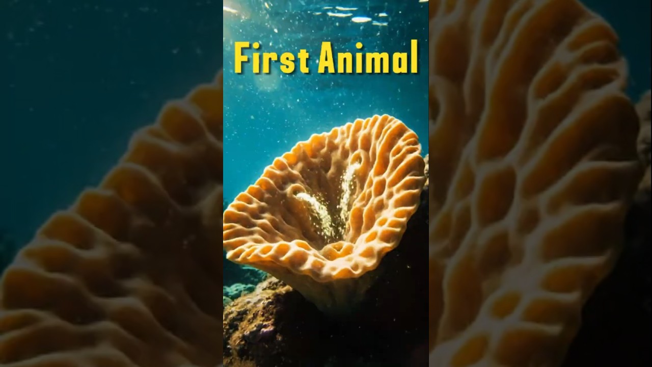 What Was the First Animal on Earth #facts