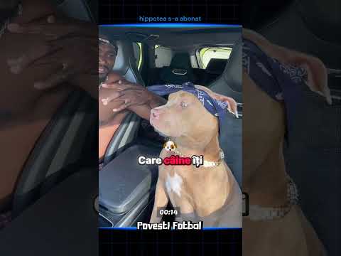 Cel mai amuzant caine